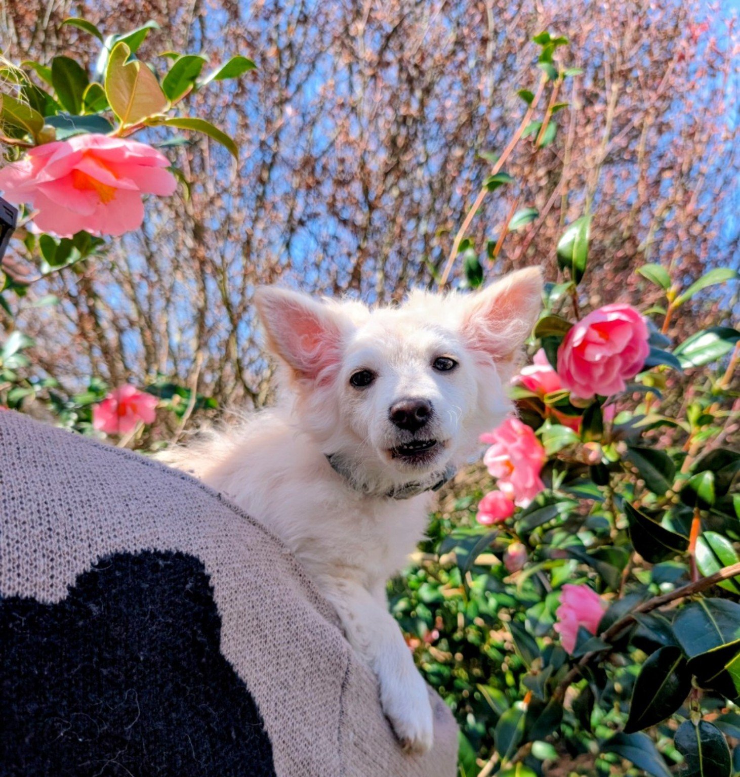 A dog portrait among flowers