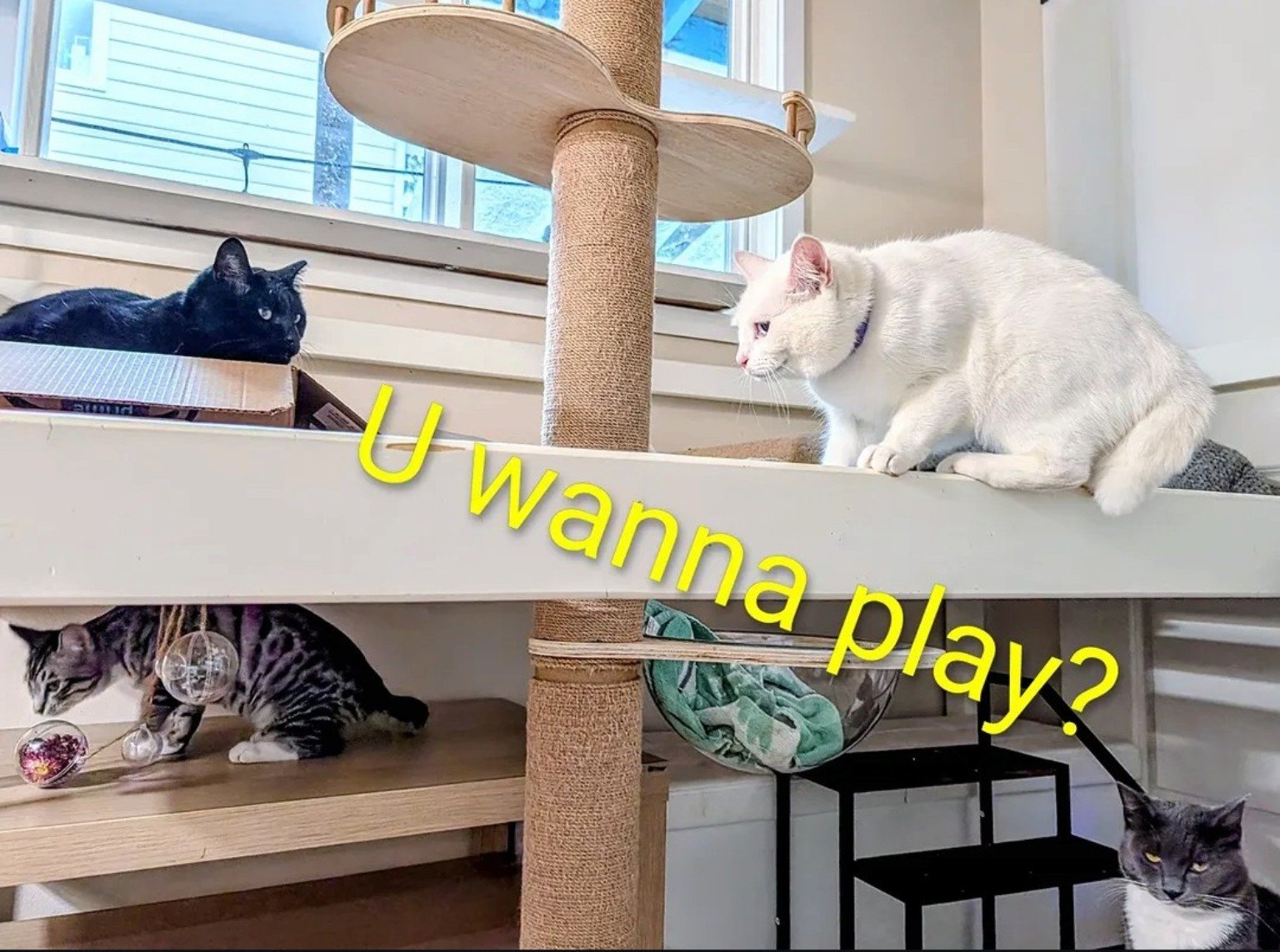 Cats at play