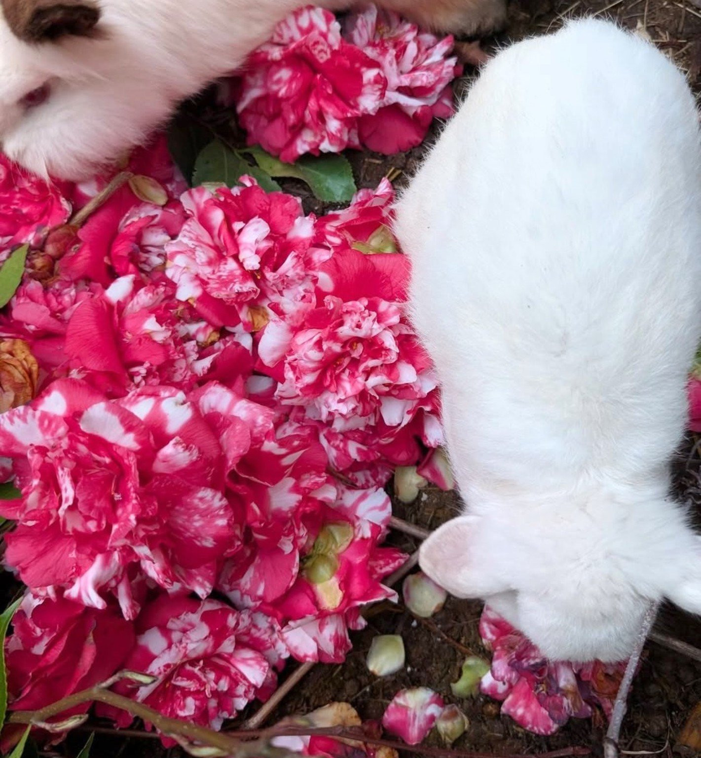 Among the flowers