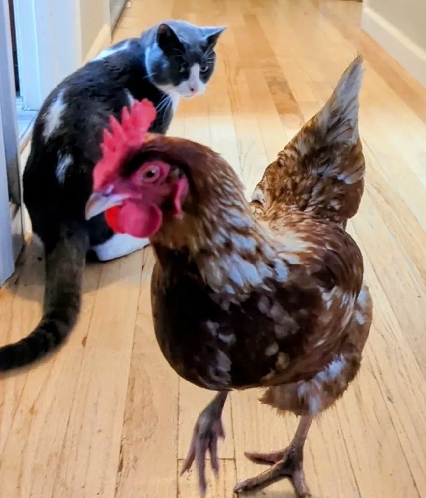 Nobu spending time with a chicken at home