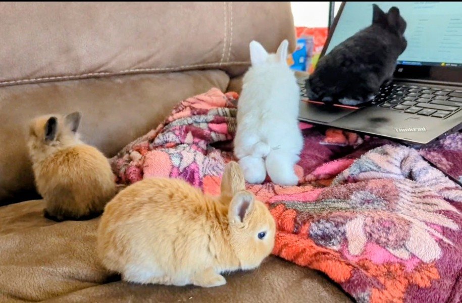 Baby bunnies on a sofa, one on a laptop, two on the cushions