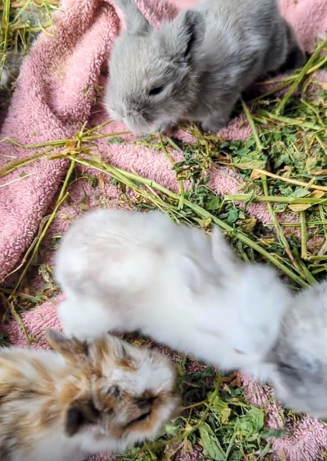 Baby bunnies together