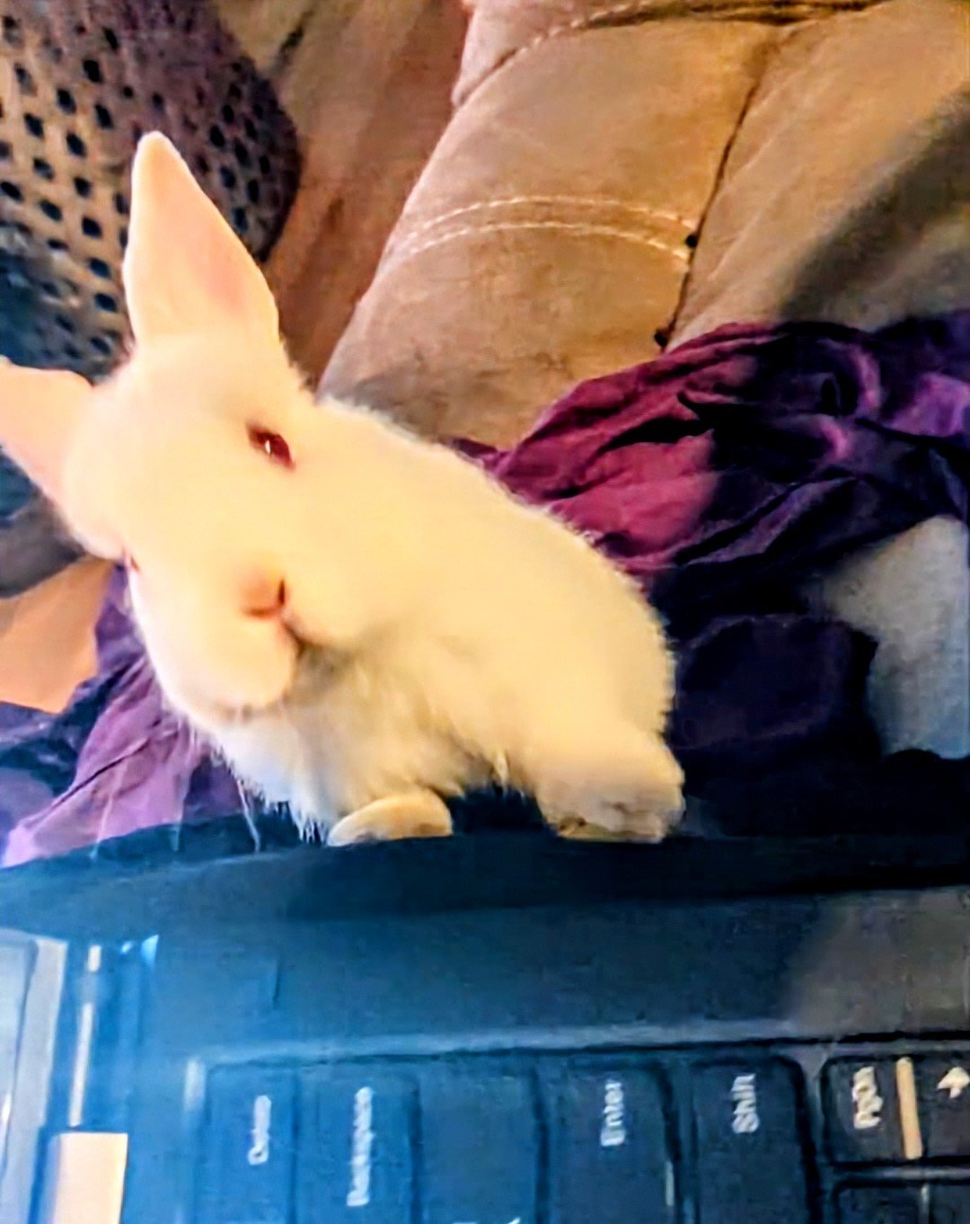 A white baby bunny standing on a laptop keyboard
