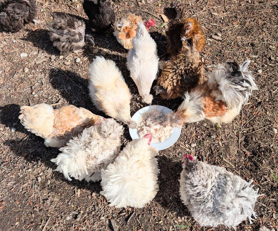 The chicken flock gathered around a meal