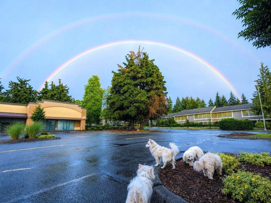 The dogs outside after the rain beneath a double rainbow