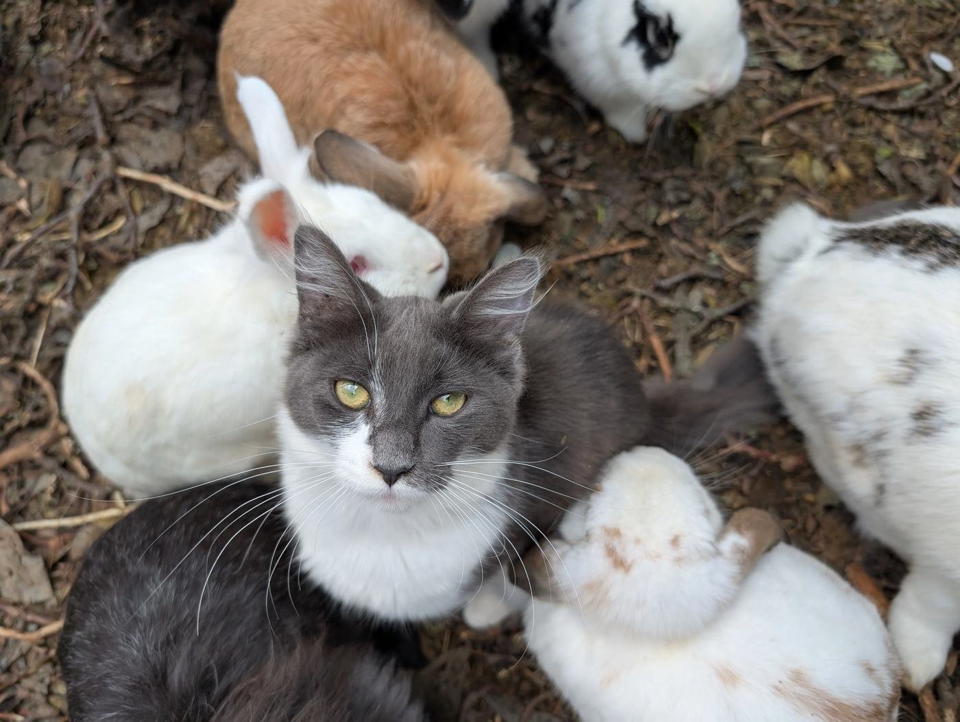 Hime sitting calmly among the rabbits