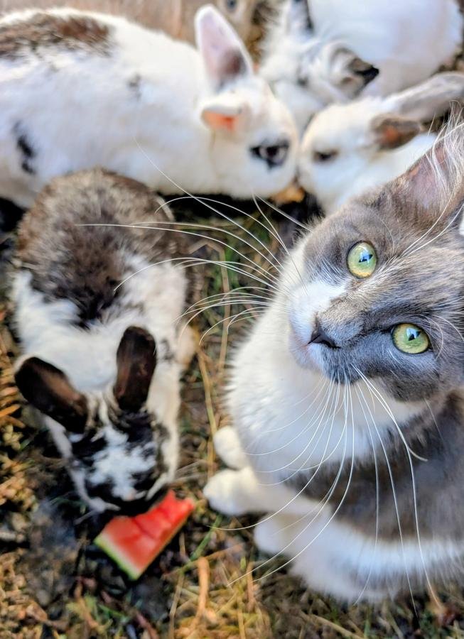 Hime looking toward the camera while rabbits gather around