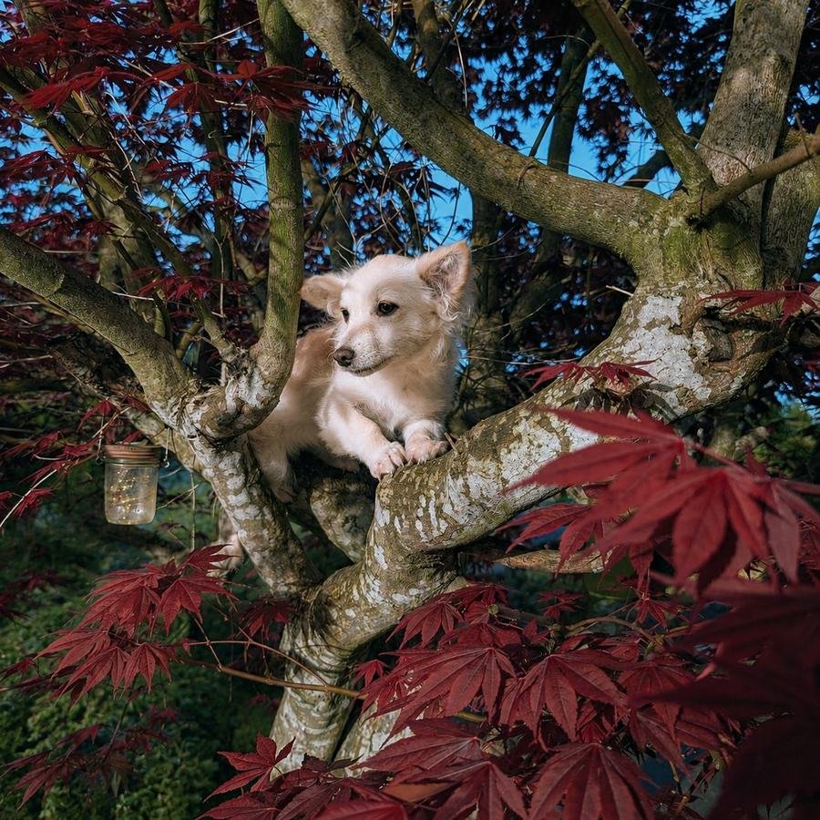 Kaori resting in the branches of a red maple tree