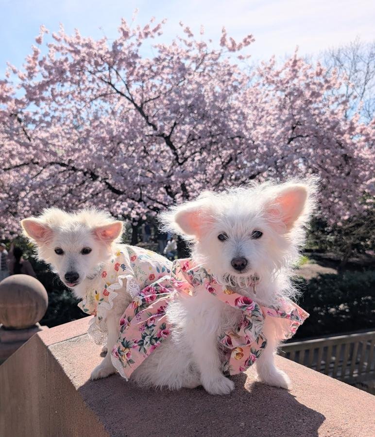 Kaori and Mika beneath the cherry blossoms