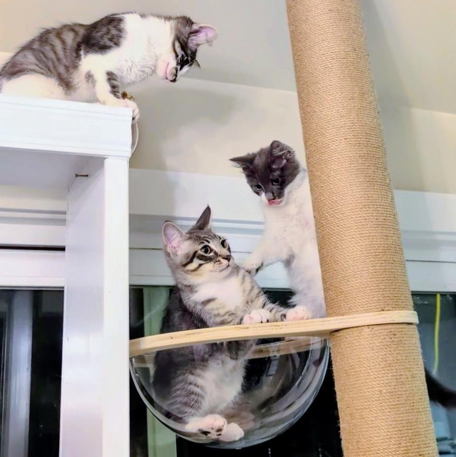 Kittens climbing together around their cat tree