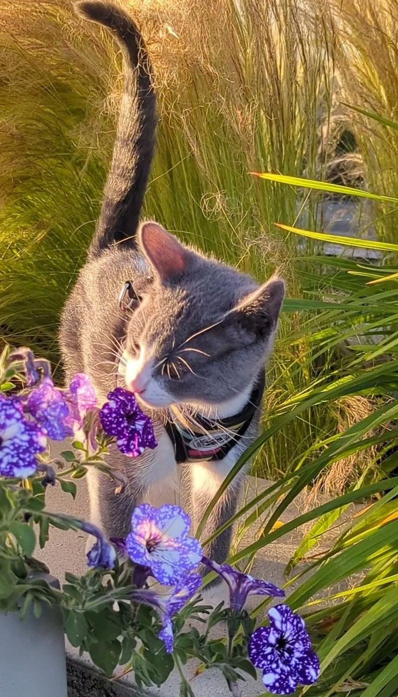Nobu stopping to smell purple flowers