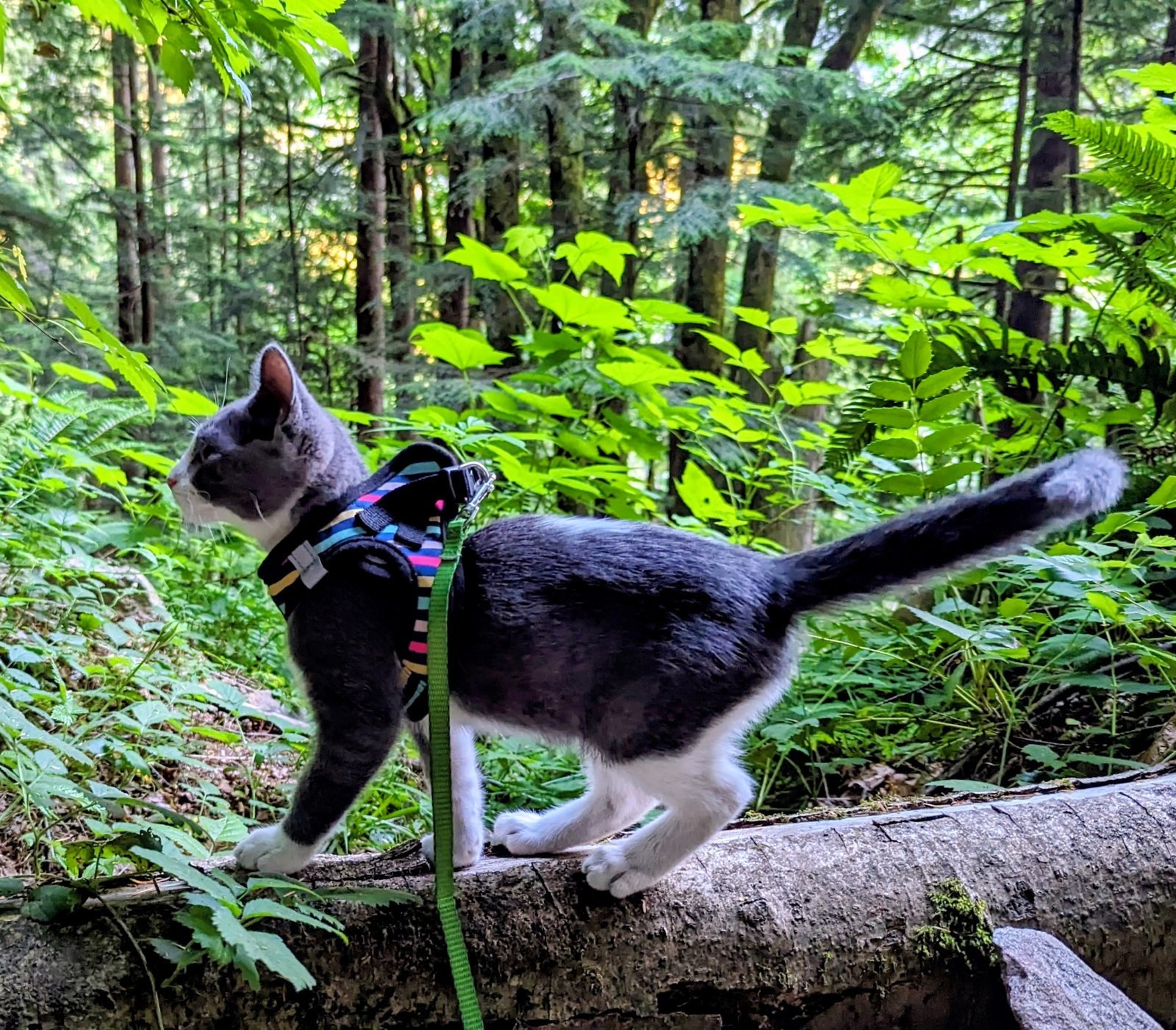 Nobu walking a fallen log in the forest