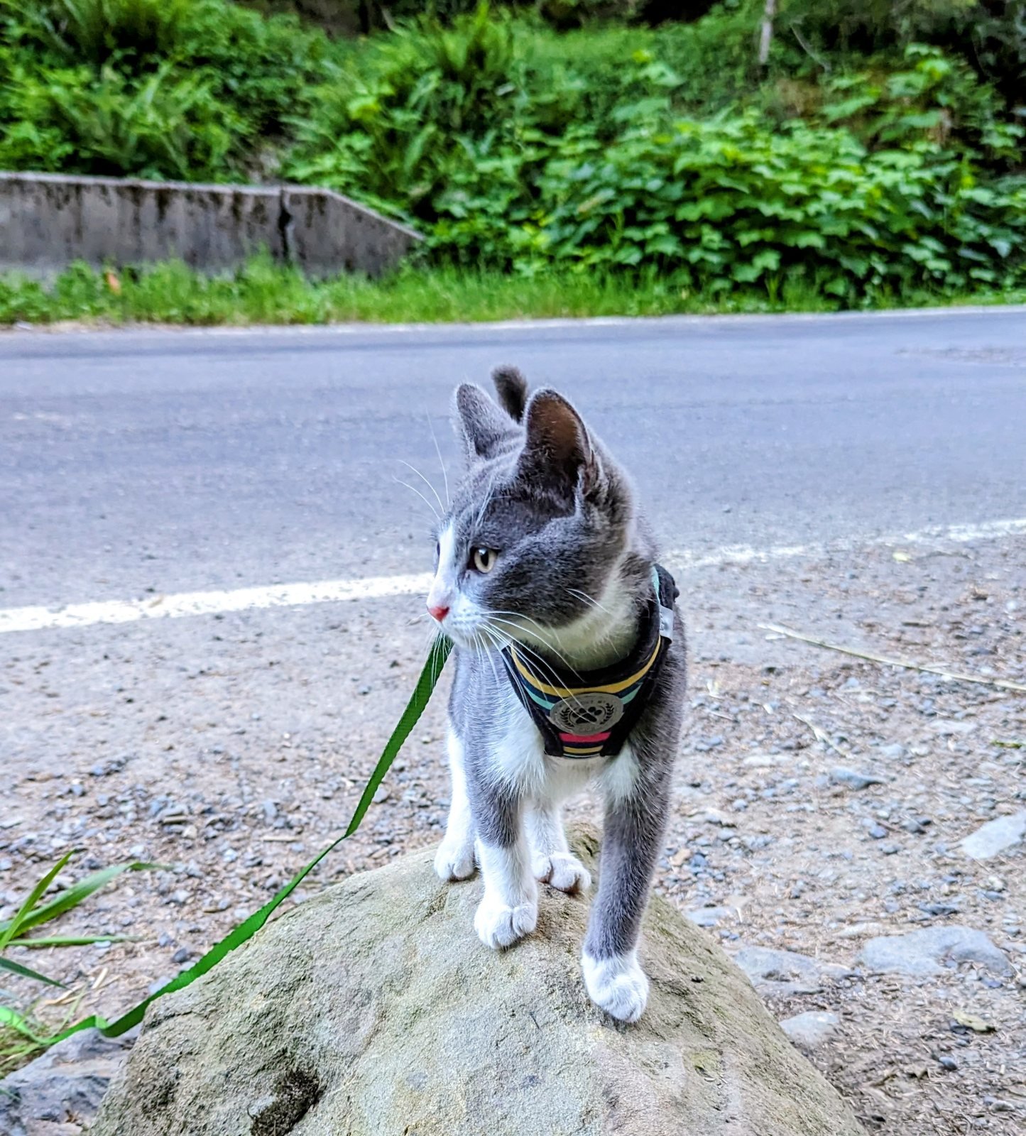 Nobu on a roadside boulder