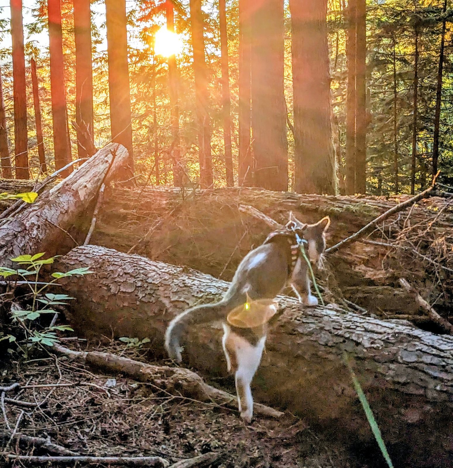 Nobu on a log at golden hour