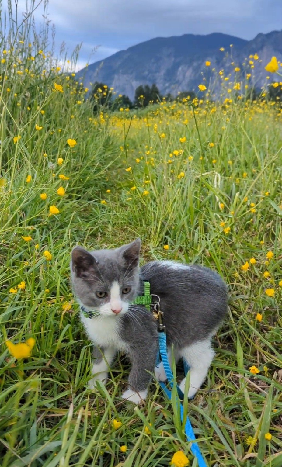 Nobu in a wildflower meadow