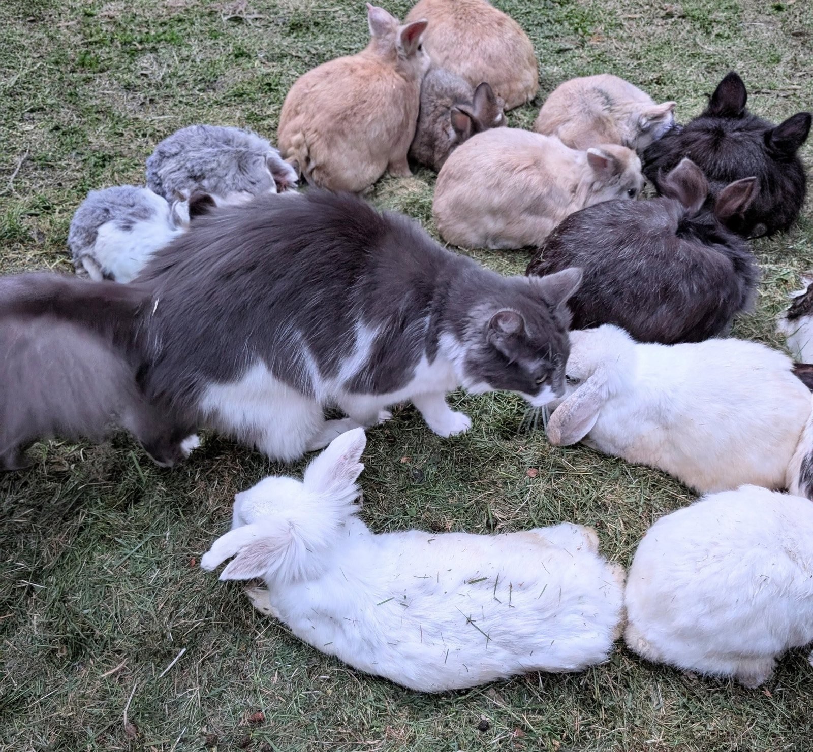 Nobu the cat surrounded by rabbits