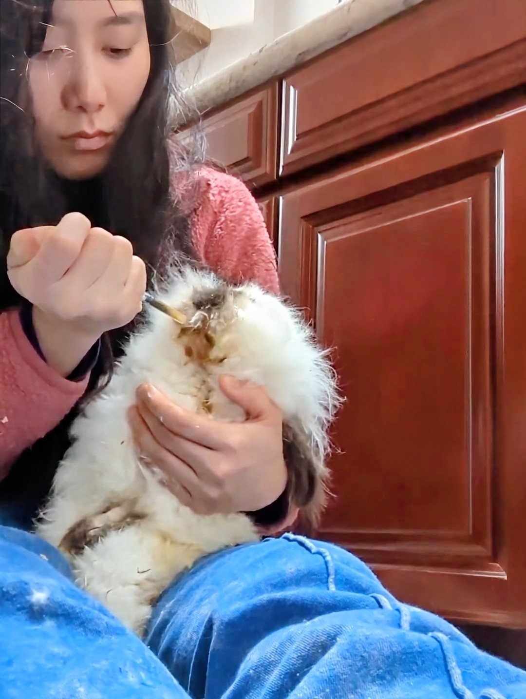 Me hand-feeding Riboo the lop bunny on my lap