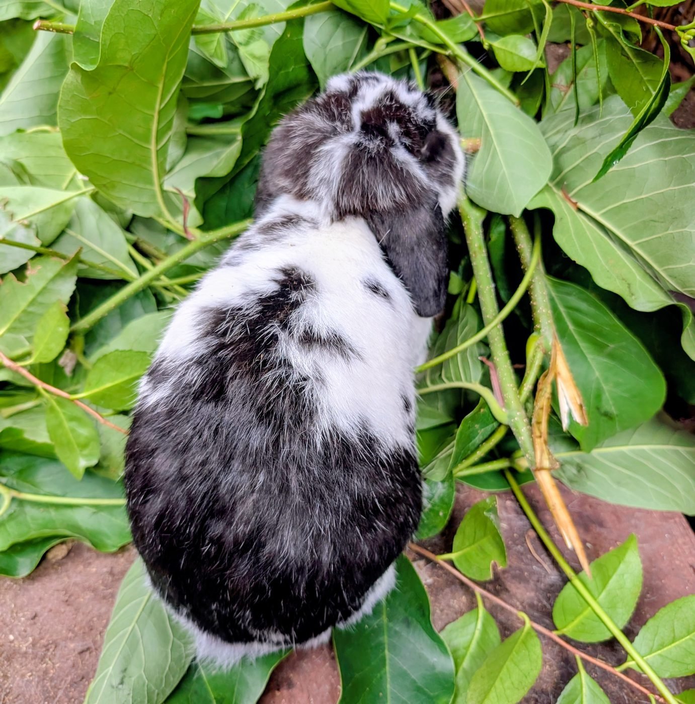 Sabi the lop rabbit seen from above among leaves and branches
