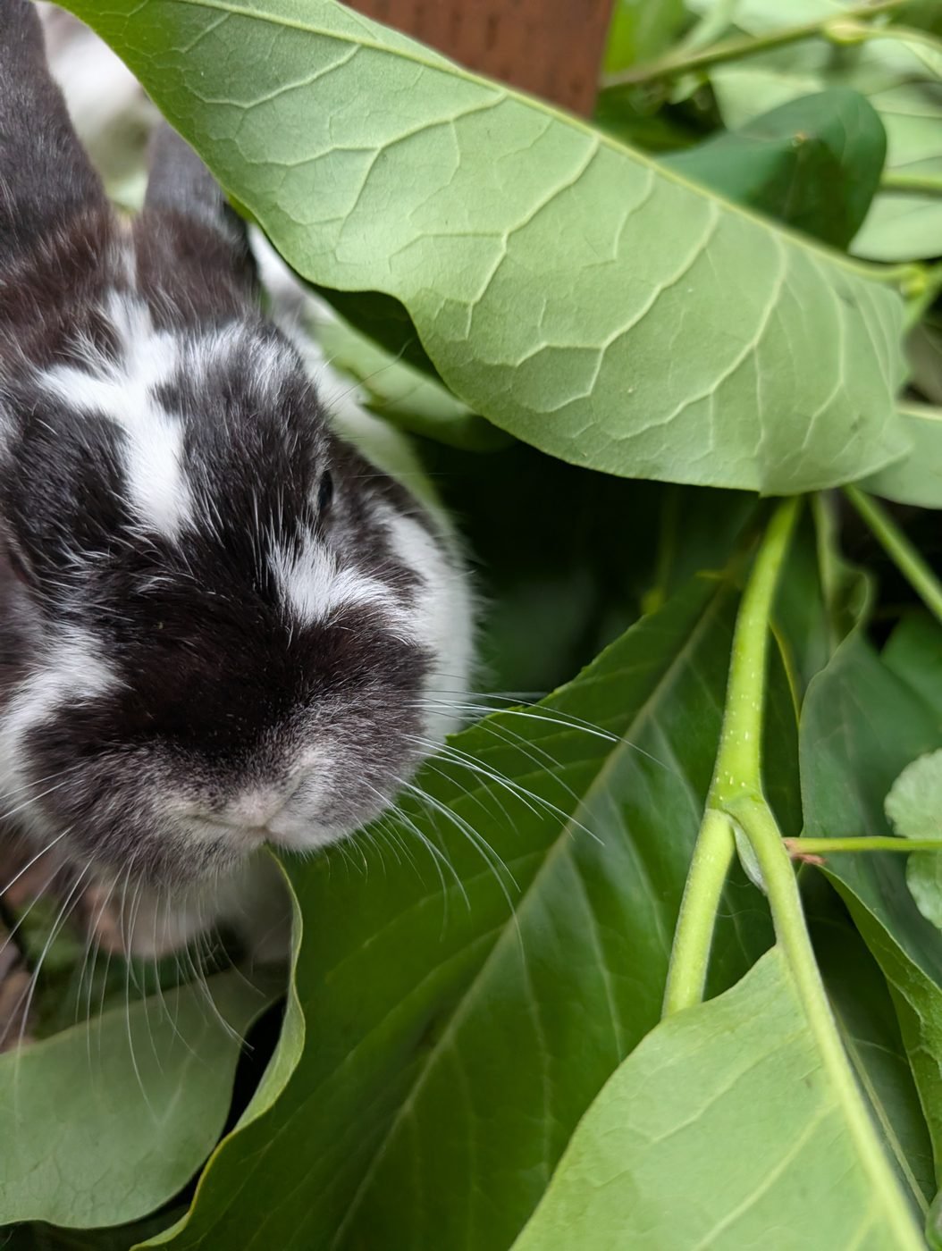 Sabi the black-and-white lop rabbit with her nose in a pile of fresh greens