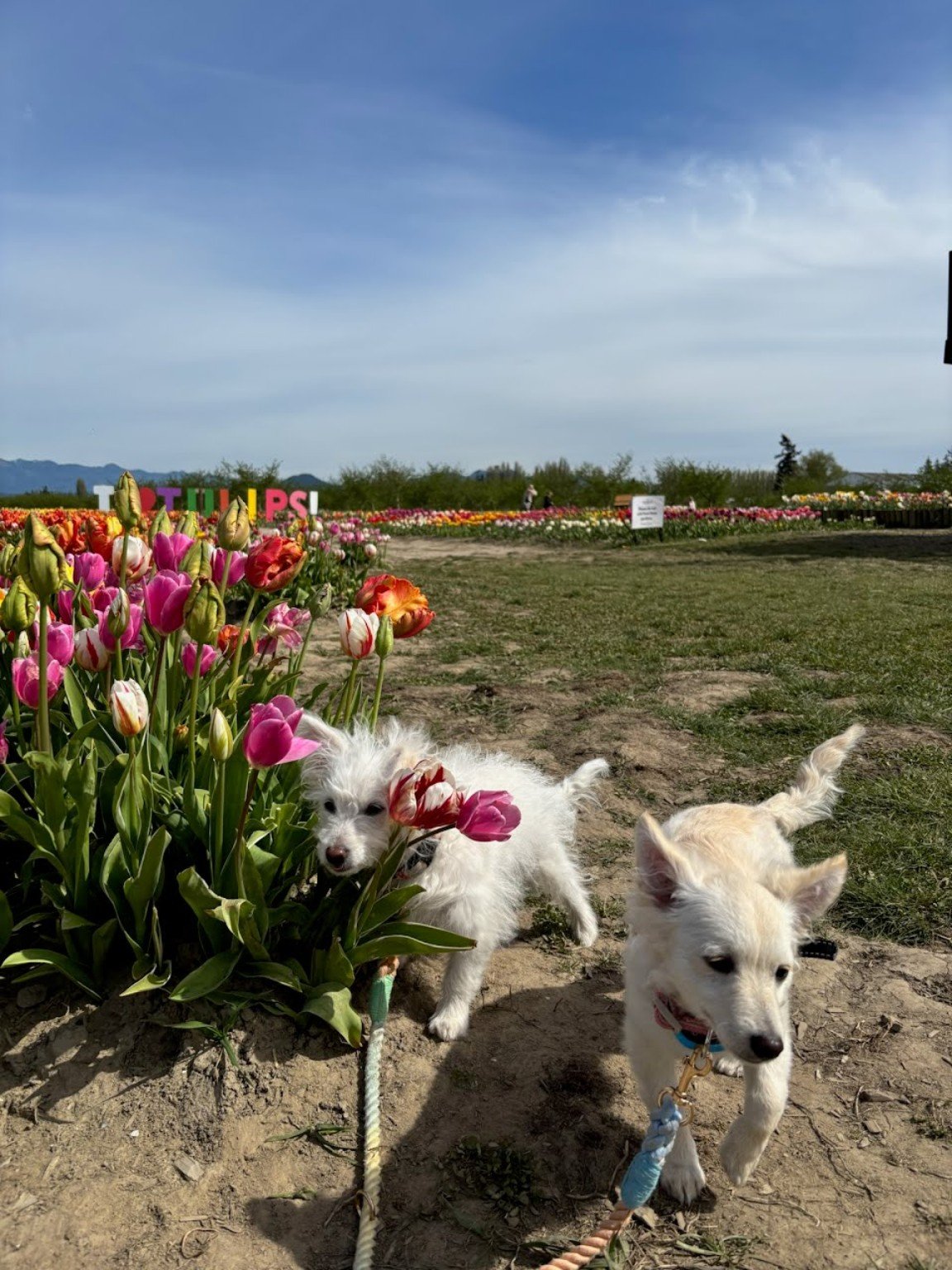 The dogs exploring beside the tulips