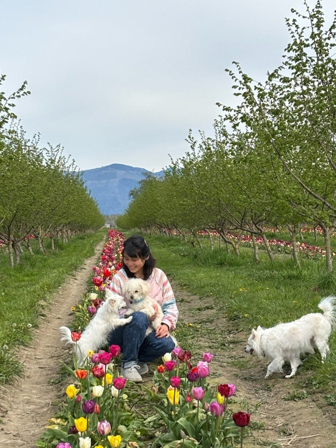 With the animals in the tulip fields