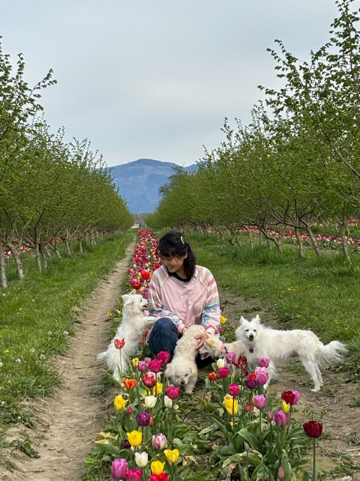 Among the tulips with the animals