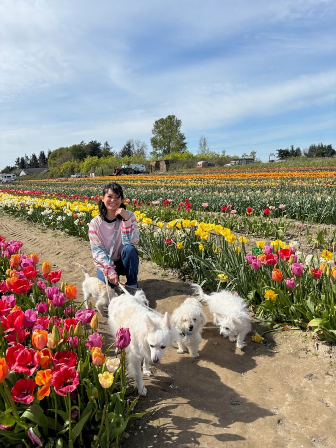 Walking through the tulip rows