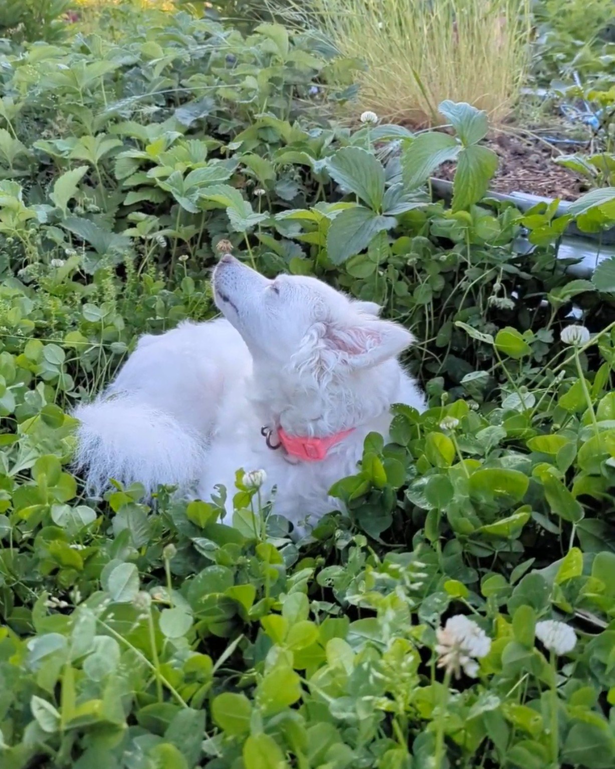 Yuki in a clover garden