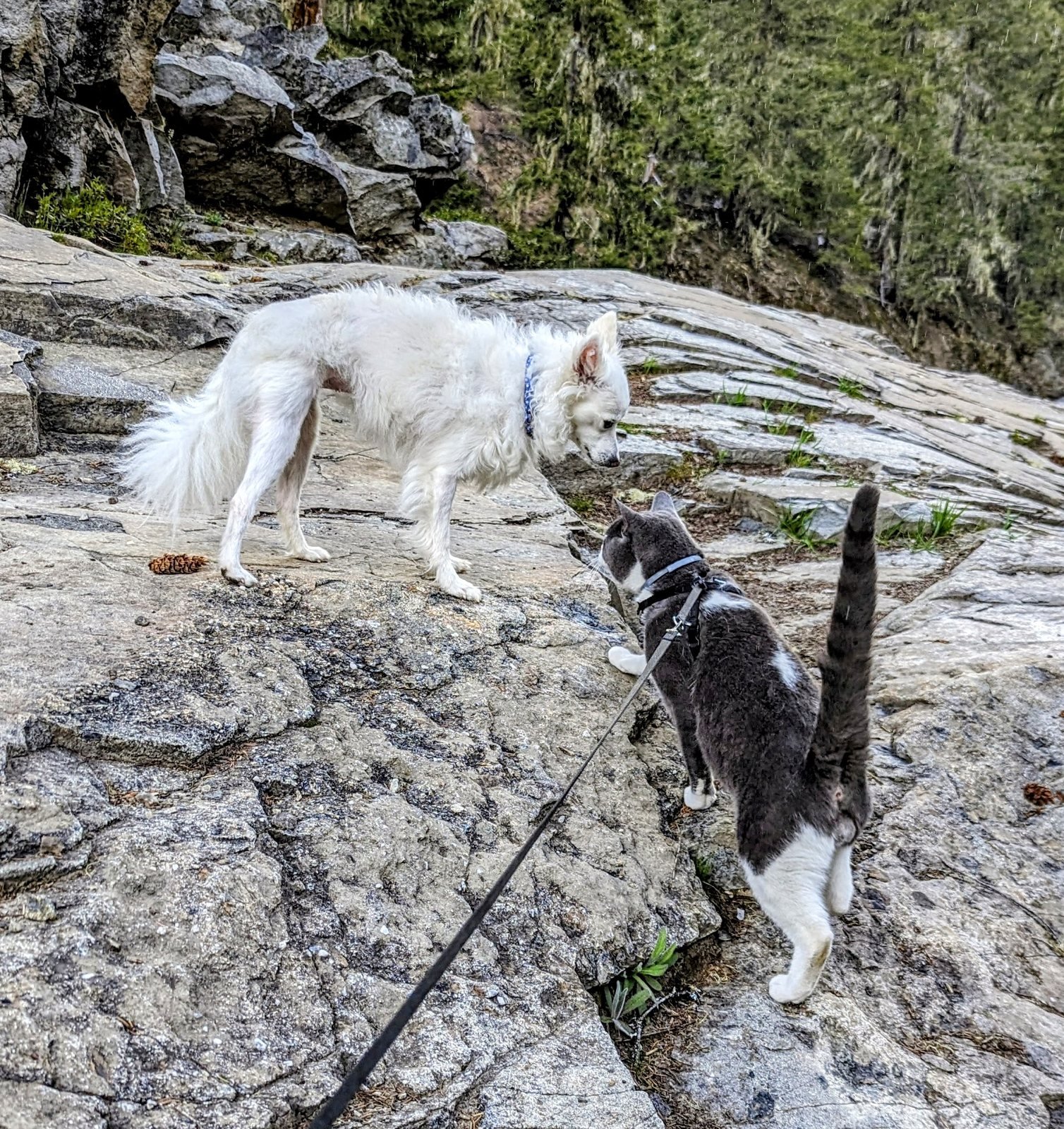 Yuki and Nobu nose to nose on a granite ledge