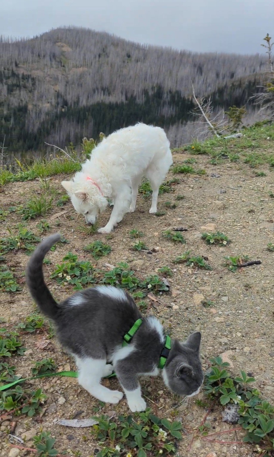 Yuki and Nobu exploring a mountain trail