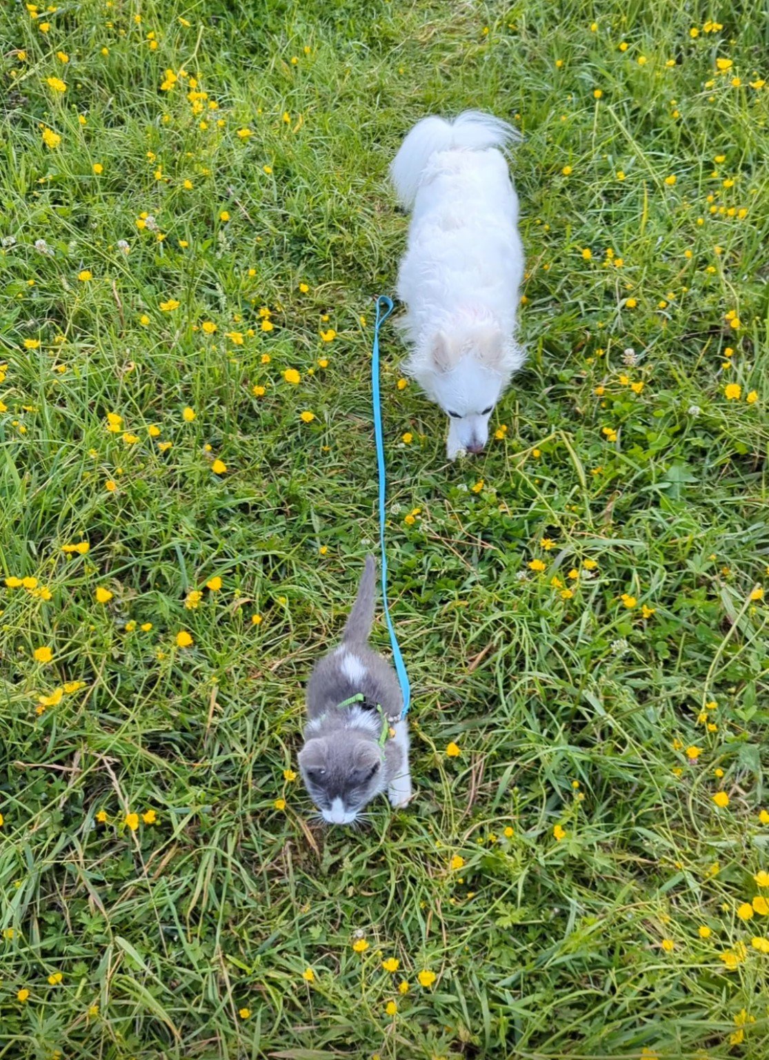 Yuki and Nobu walking through wildflowers