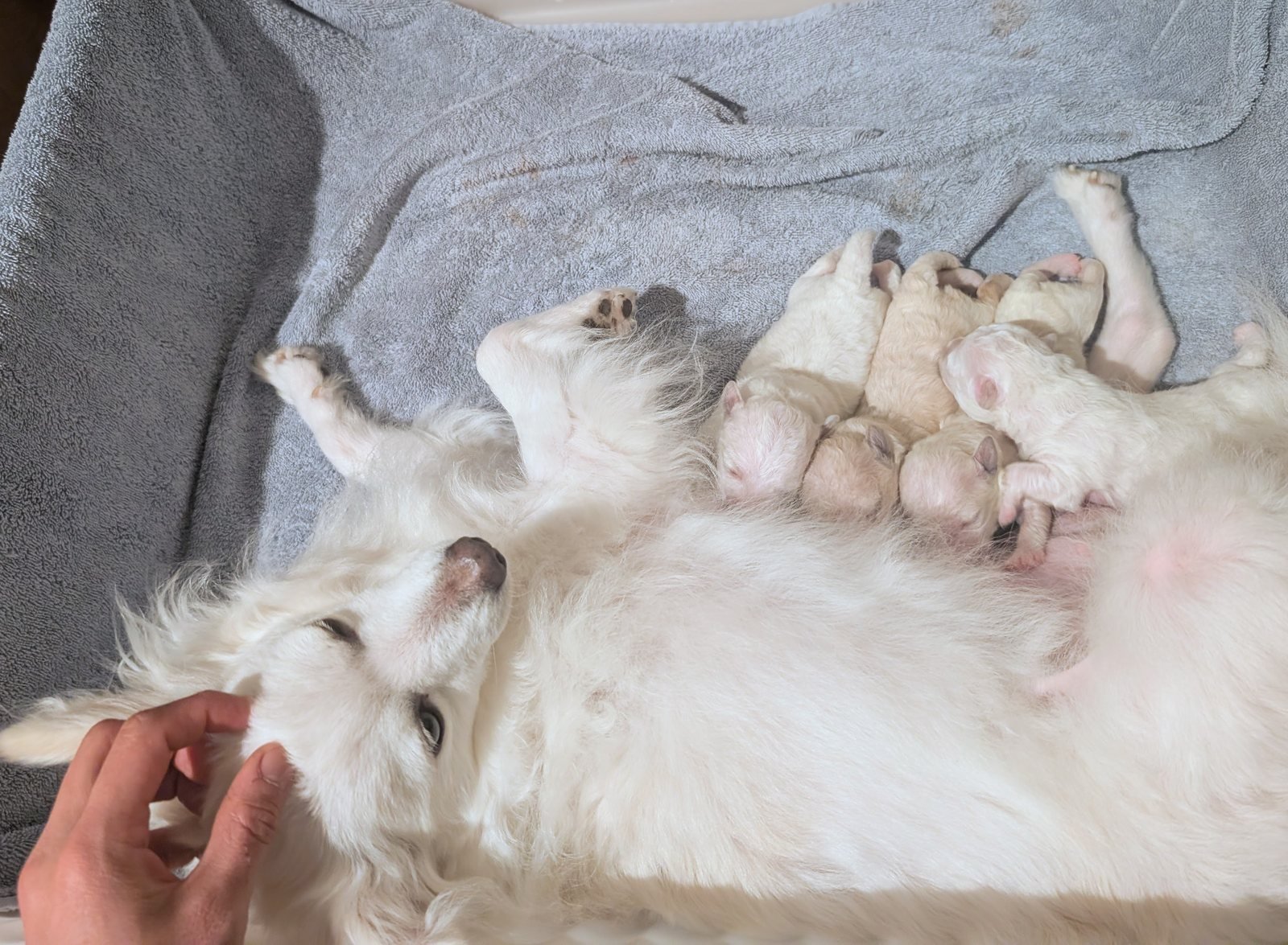 Yuki on her side nursing five newborn puppies, a hand resting on her cheek