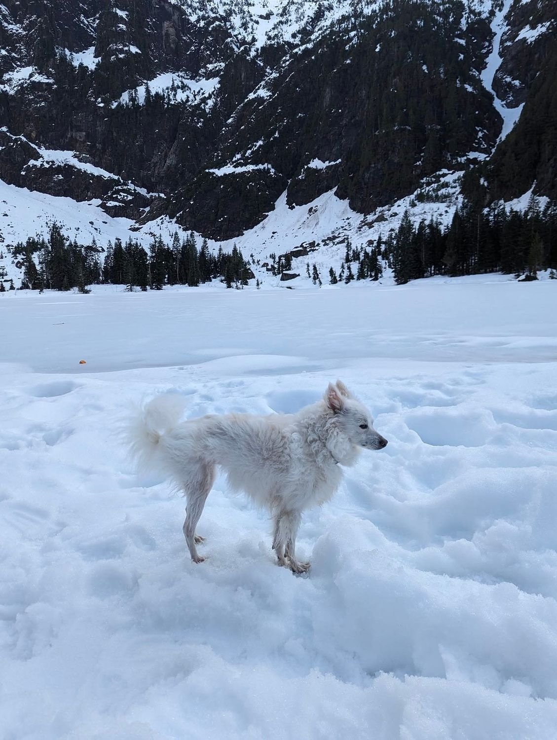 Yuki out on the frozen lake