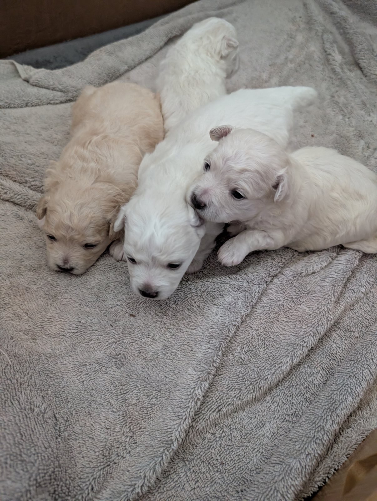 Three cream puppies at three weeks old piled on a grey blanket, one lifting its head