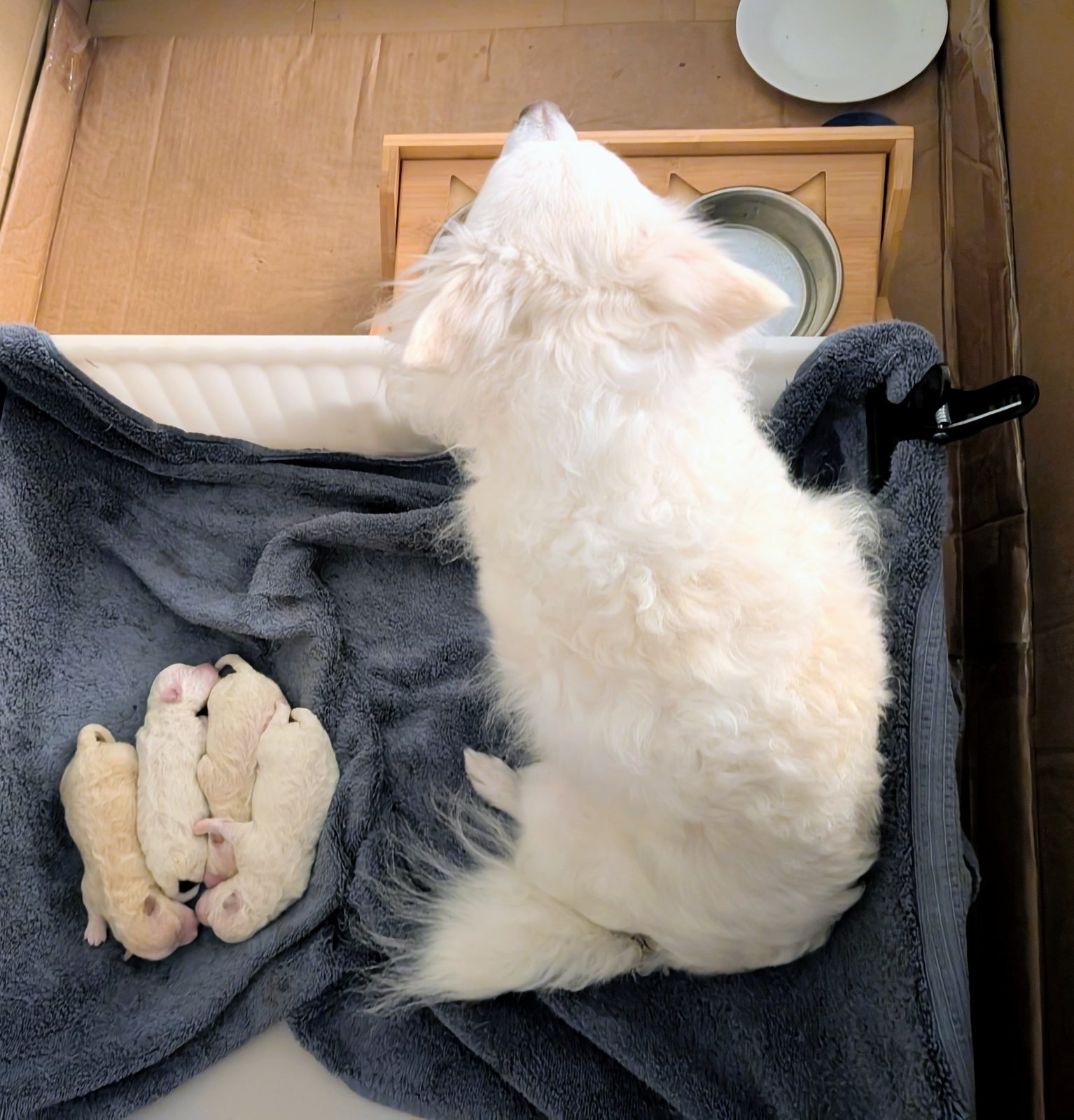 Yuki lying on a grey towel beside four newborn puppies